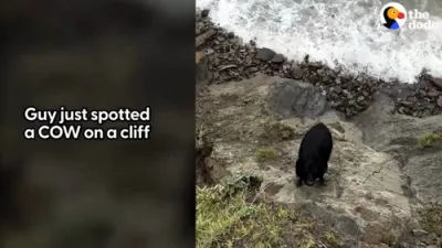 Heroic Cliffside Cow Rescue: Nathan Shares How He Risked It All to Save a Stranded Animal.