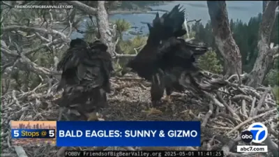 Big Bear Eaglets Sunny and Gizmo Are Growing Up Fast!