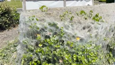 Giant Cobwebs Appear on Streets Around Britain.