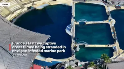 Abandoned Orca Left in Filthy Pool at Park.