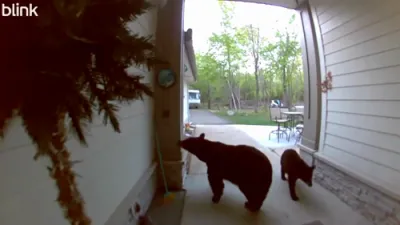Family of Bears Caught Scoping Out House. 
