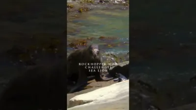 Stranded Penguin Defies Odds in Dramatic Survival Fight.