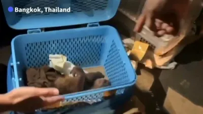 Thai Police Rescue Trafficked Baby Orangutans. 
