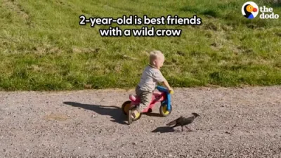 Sweet Crow Waits Daily for His Best Friend to Return From Kindergarten.