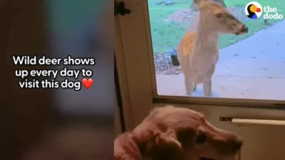 Wild Deer and Dog Celebrate 11 Years of Friendship. 