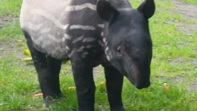 Baby Tapir's Adorable Session.