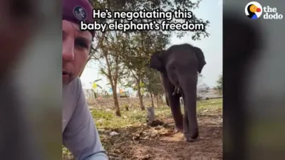 Rescued Baby Elephant Finds Love With a New Mom.
