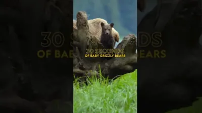 Grizzly Bear Cubs Hone Survival Skills From Mom. 