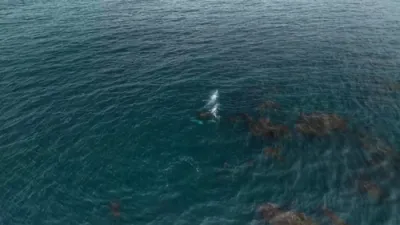 Rare Sighting of Gray and Humpback Whales Together!