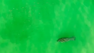 Manatee Freely Swims and Is Chased by a Train of Fish. 