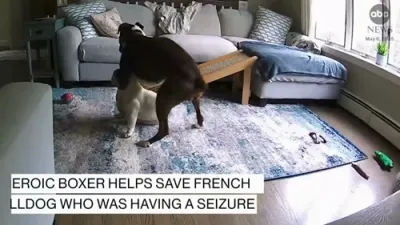Boxer Dog Saves French Bulldog Who Was Having Seizure.