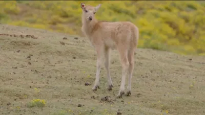 &ldquo;Extinct" Deer Spotted Alive in Wild. 