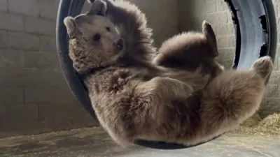 Rescued Syrian Brown Bear Relaxes in Swing.