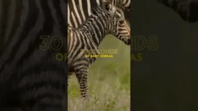 Baby Zebras Steal Hearts With Their Big Personalities.