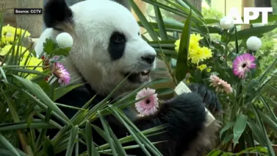 2 Pandas Returning to China After 11 Years in Malaysia. 