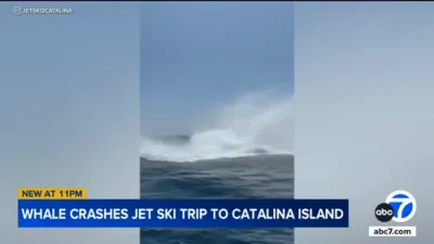 Whales and Dolphins Join the Shows on Catalina Island tour. 