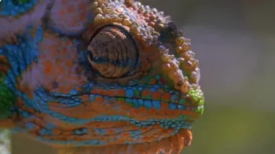 Watch this Cameleon Deliver Babies in Tree. 