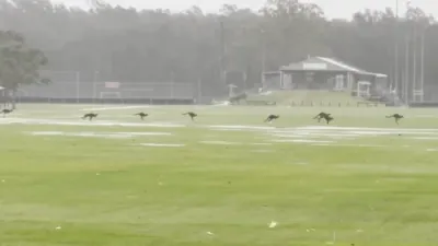 Kangaroo Mob Bounces Through Flooded Field.