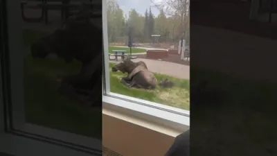 Wild Moose Delivers Calf Outside Hospital. 