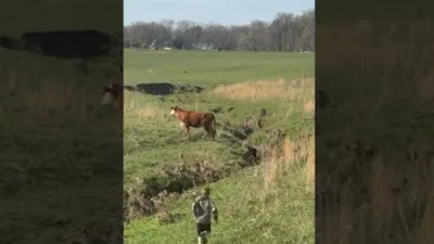 9-Year-Old Hero Saves Trapped Calf.