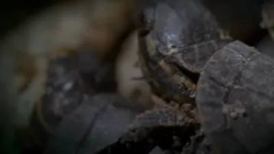 How Baby Painted Turtles Freeze Solid.