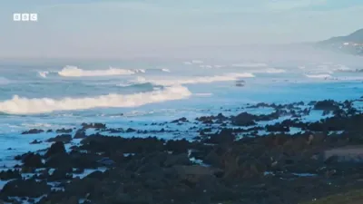 Dolphins Play Risky Game of Catch with Pufferfish. 