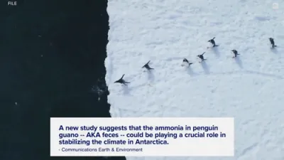 Penguin Droppings can Power Antartica's Climate Change in a New Research.
