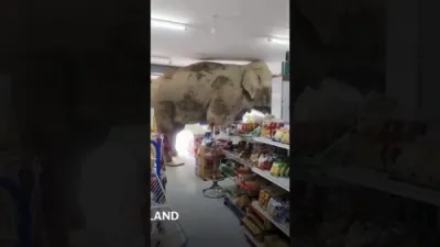 Hungry Elephant Raids Thai Grocery Store for Snacks. 