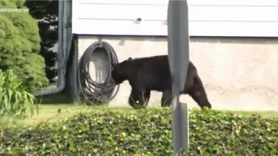 Police Kill Bear Roaming Residential Neighborhood in Westchester. 