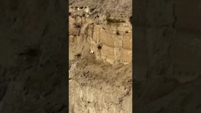 Stranded Dog Saved After Being Trapped on Steep Hill. 