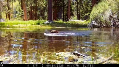 Curious Bear Takes a Cool Dip in Summer Heat.
