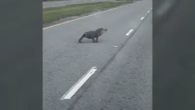 Tailless Alligator Spotted Waddling Across Louisiana Highway. 