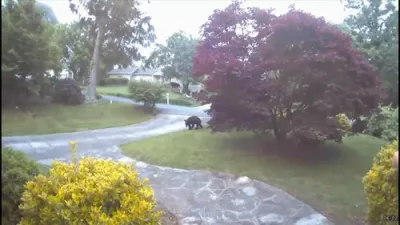 Family of Black Bears Caught Roaming Through Suburban Front Yard. 