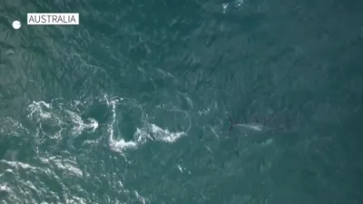 Rescue Mission Launched for Humpback Whale Tangled in Rope off Australian Coast.