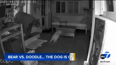 Hero Dog Confronts Bear Inside Southern California Home. 