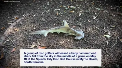 Baby Hammerhead Shark Falls From Sky Onto South Carolina Disc Golf Course.
