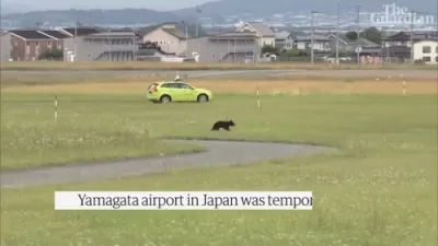 Bear on Runway Forces Flight Cancellations at Japanese Airport. 