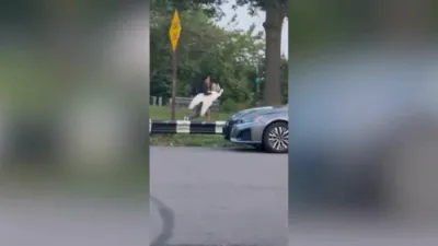 Queens Neighbors Unite to Track Down Alleged Swan Thieves. 
