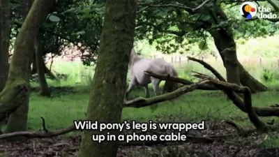 Wild Pony Rescued After Getting Leg Caught in Phone Wire &mdash; Shows Sweet Side After First Human Touch. 