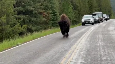 Lone Bison Brings Traffic to a Standstill, Stuns Drivers in Unexpected Road Show. 