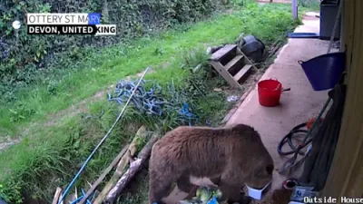 Honey Heist: Bears Escape UK Wildlife Park, Devour Week's Supply. 