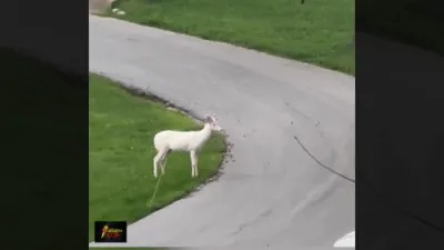 Rare Albino Deer Spotted in Missouri Suburb, Captured in Stunning Video. 