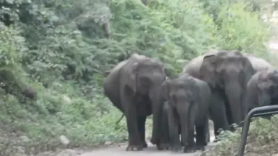 Wild Safari Turns Chaotic as Angry Elephant Chases Jeep in Heart-Pounding Encounter. 