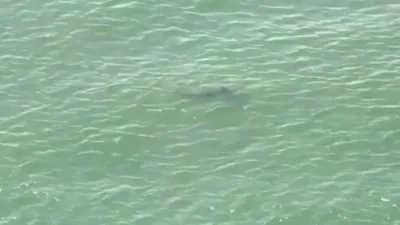 Shark Alert: At Least Two Sharks Spotted Near Beach 32nd in the Rockaways. 