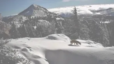 Rare Footage Captures Elusive and Highly Threatened Sierra Nevada Red Fox.