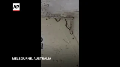 Snake on a Plane! Green Tree Snake Delays Virgin Australia Flight at Melbourne Airport.