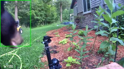 Bear Gets Hilariously Blasted by Motion-Activated Sprinkler. 