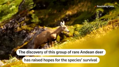Rare Huemul Deer Spotted in Remote Patagonia. 