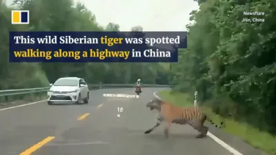 Highway Surprise: Wild Siberian Tiger Strolls Along China's National Road. 