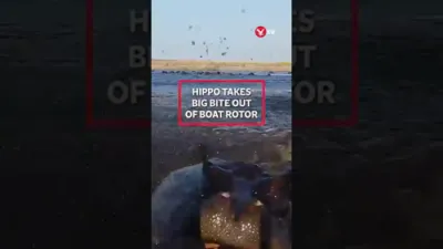  Curious Hippo Takes a Huge Bite Out of Boat Rotor. 